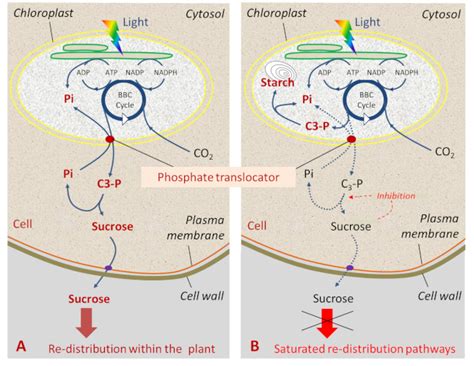 Sucrose or starch? - Encyclopedia of the Environment