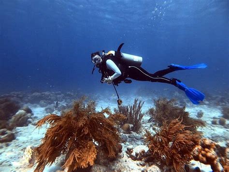 Bonaire National Marine Park, Kralendijk - What To Know BEFORE You Go | Viator