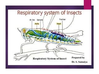 Insect respiratory system | PPT