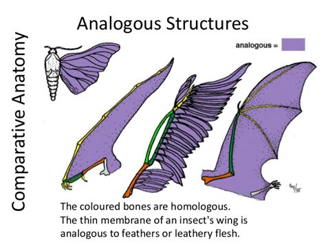 Analogous structures - Tanner's AP Bio Project