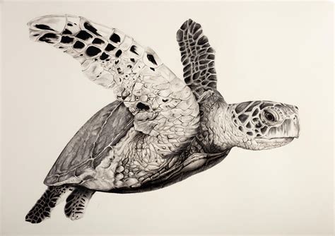 Hawksbill Turtle - Violet Astor