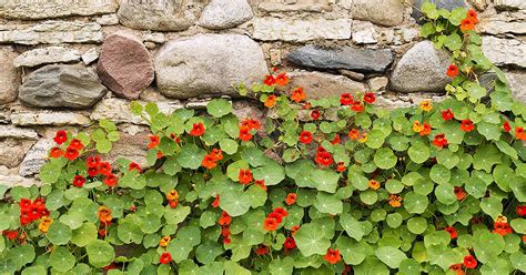 How to Grow Nasturtiums in Your Garden | Gardener’s Path