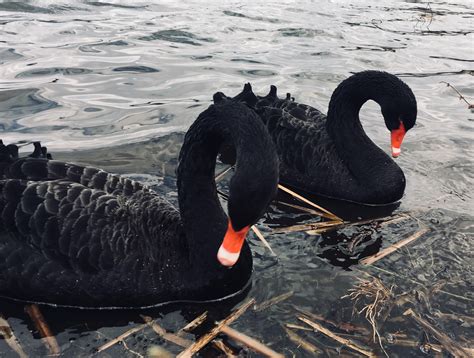 These black swans sometimes appear on the lake near where I live. : r/pics