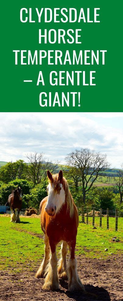 Clydesdale Horse Temperament – A Gentle Giant! | Clydesdale horses ...