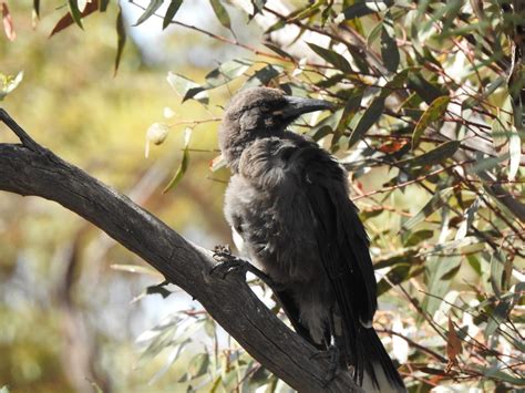 Magpies and Currawongs Archives - Trevor's Birding - Trevor's Birding