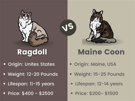 Ragdoll vs Maine Coon Cats: Which Cat Breed Suits You? - Cat Queries