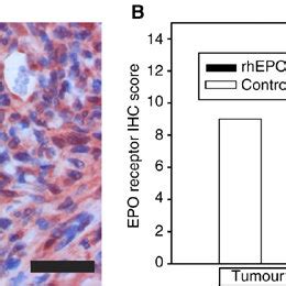 Immunoreactivity of the erythropoietin receptor. (A) Representative ...