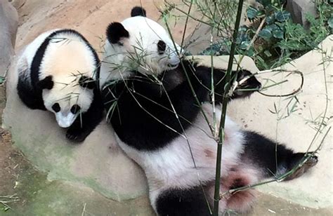 Giant panda gives birth to third cub at Zoo Negara