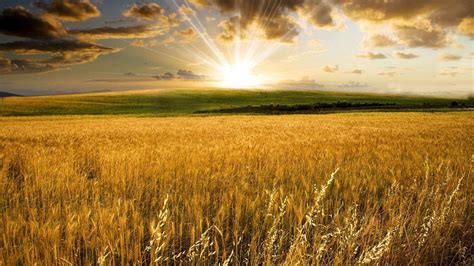 Crop Field Wallpapers - Top Free Crop Field Backgrounds - WallpaperAccess