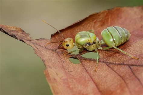 Galeria – MyrmeLuna