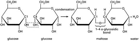 Alpha 1,4 glycosidic bond Diagram | Quizlet