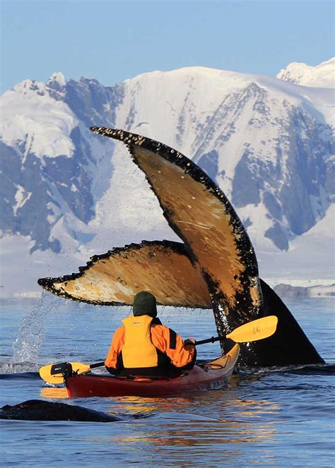 Kayaking with Humpback Whales in Antarctica - SUITCASE AND I