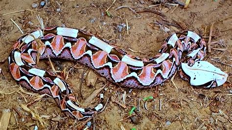 Gaboon Viper Bite