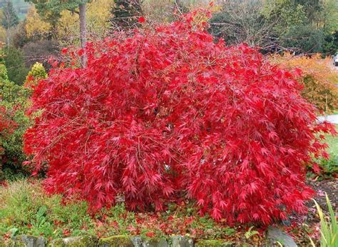 Red Lace Leaf Japanese Maple, Acer palmatum atropurpureum dissectum ...