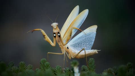 #865227 Mantis, Insects, Closeup, Wings - Rare Gallery HD Wallpapers