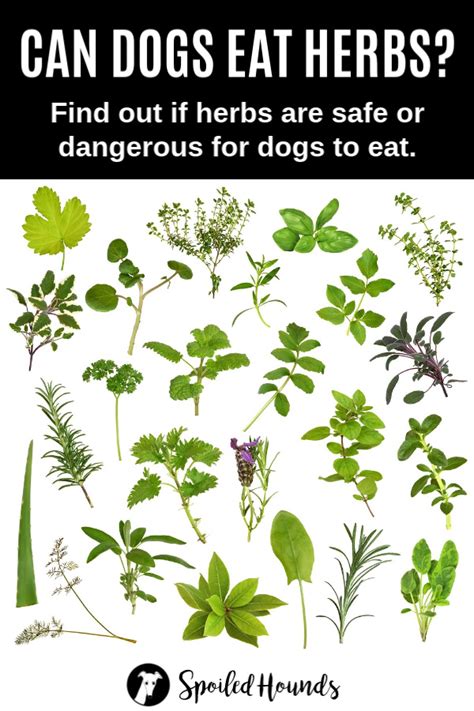 Can Dogs Eat Herbs? What You Need To Know - Spoiled Hounds