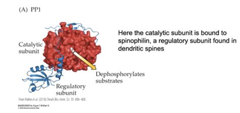 Lecture 15 Synaptic Plasticity LTD Flashcards | Quizlet