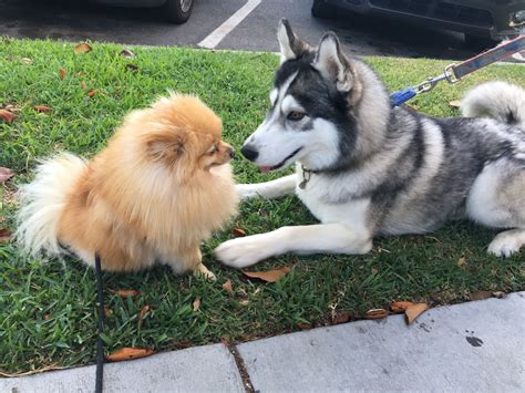 Pomeranian And Husky - Pets Lovers