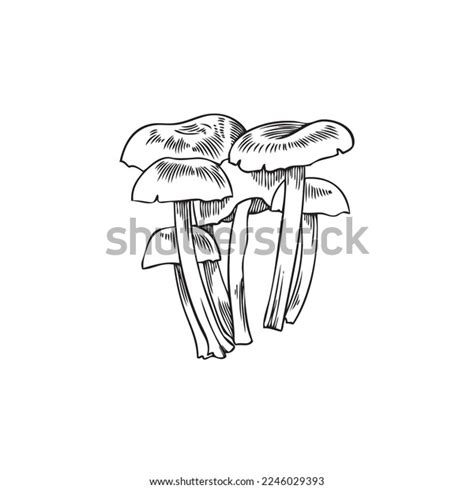 Forest Mushroom Plants Black Ink Engraving Stock Vector (Royalty Free ...