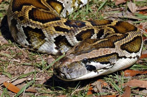 Burmese Python Care Sheet | Reptiles' Cove