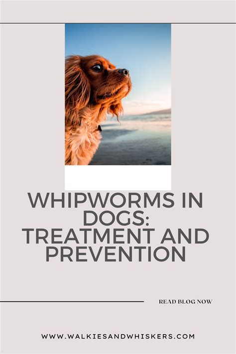 Whipworms in Dogs: Treatment and Prevention - Walkies and Whiskers