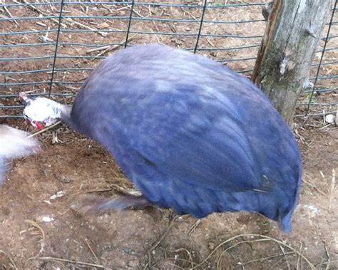 Guinea Fowl Colors : 7 Types Guinea Fowl With Various Beautiful Colors