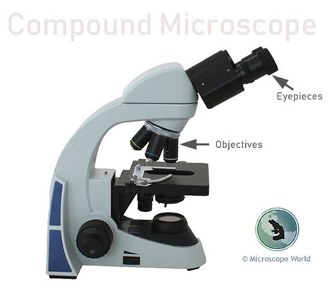 What is a Compound Microscope? | Microscope World Blog