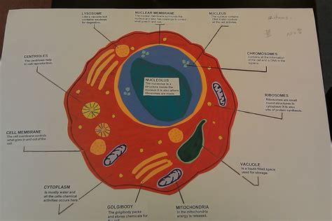 Animal Cell Project Poster Board Biology Cell Project - vrogue.co