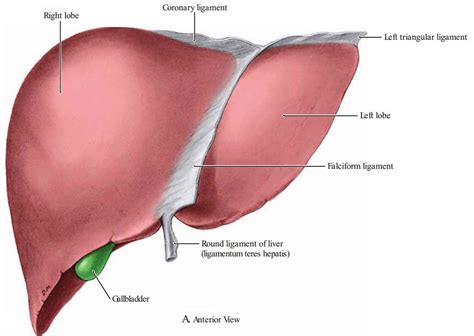 Falciform ligament of liver & falciform ligament function