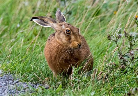 Brown hare | Wildlife Online