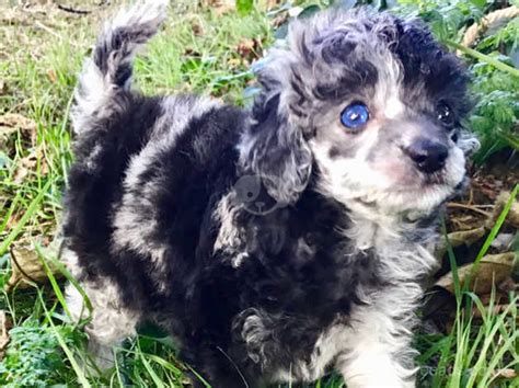 Blue Merle Toy Poodle Puppies in Alford LN13 on Freeads Classifieds ...