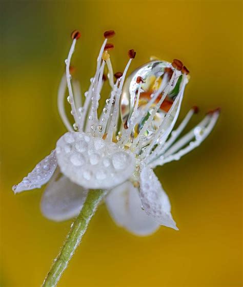 Raindrops On Flowers, Macro Photography Stock Photo - Image of drops ...