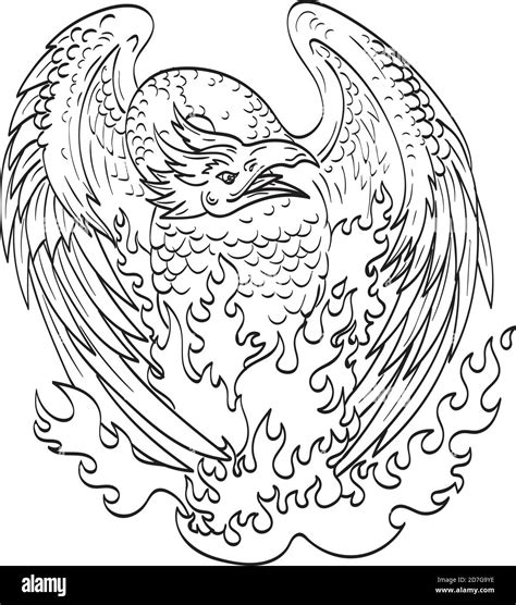 Line art drawing illustration of a phoenix, a mythological bird that ...