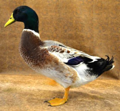 Welsh Harlequin Duck: Origin, Characteristics, Uses