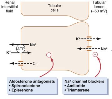 The Distal Convoluted Tubule and Collecting Duct - TeachMePhysiology