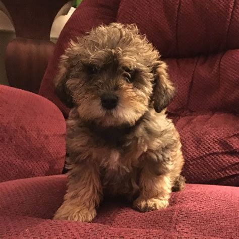 Puppies for sale - Schnoodle (all sizes), Schnoodles - ##f_category## in Union, Ohio