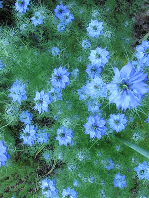 Nigella....! Nigella Plant, Backyard Porch, Flower Power, Mists, Borders, Earth, Flower ...