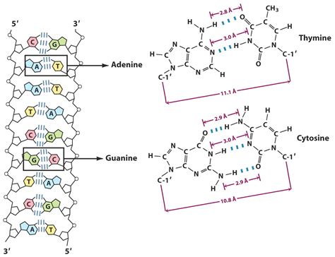 Base Pairing in DNA and Hydrogen Bonding