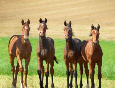 Select Breeders Services - Feeding Decisions for Weanlings