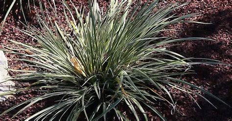 Growing Acorus Gramineus 'Variegatus' Plants: Caring For Sweet Flag