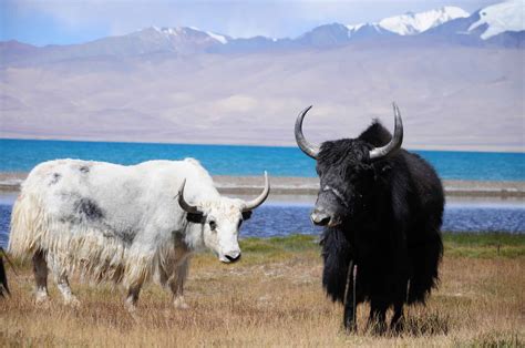 Yak vs Highland Cow - A-Z Animals