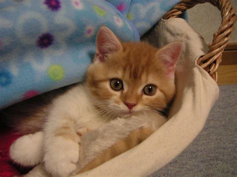 Cutest Kitten ever - Pets Cute and Docile