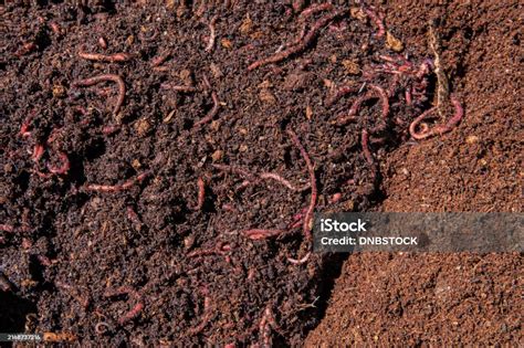 Worms In Soil In Compost Bin Stock Photo - Download Image Now - Agriculture, Animal, Biology ...