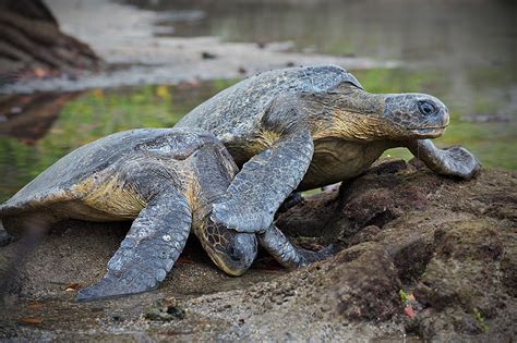 The Not-So-Chivalrous Love Life of a Pacific Green Sea Turtle | Sean Crane Photography