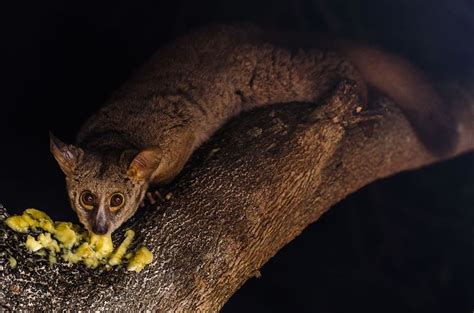 LORISOIDEA SUPERFAMILY - FAMILY #2 (of 2): Galagidae Family. "Galagos ...