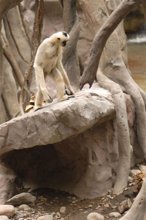 Black Crested Gibbon (Nomascus concolor) | This is how livin… | Flickr