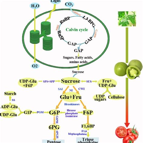 Important intermediates in plant sugar metabolism. RuBP,... | Download ...