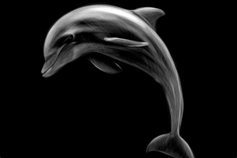 black_dolphin - Asset Store