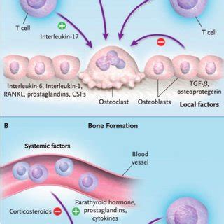 Factors implicated in bone resorption (A) and formation (B ...