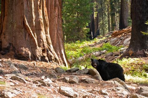 Black Bear in Redwood Forest Stock Photo - Image of sempervirens, stone: 10981026